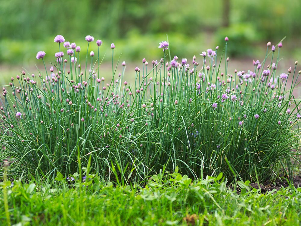 How to grow chives - tips from Carson Arthur