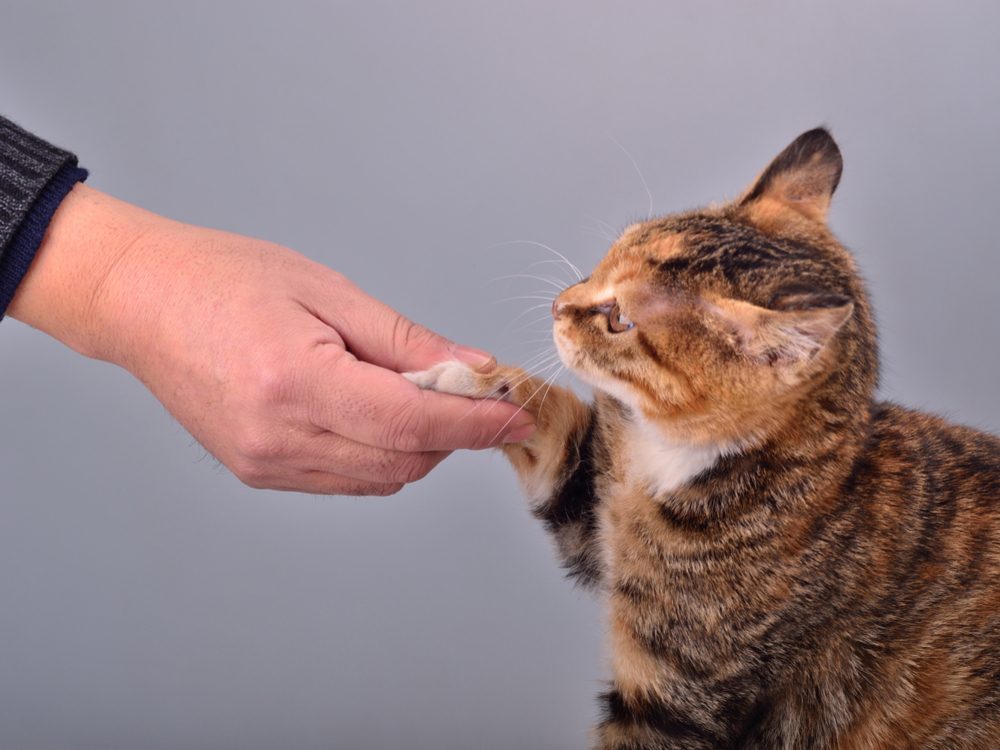 Cat shaking hands with person