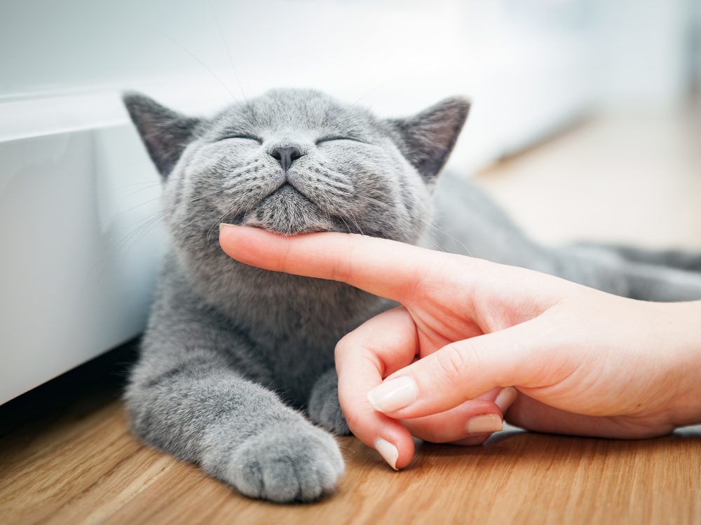 Tinkling cat with finger