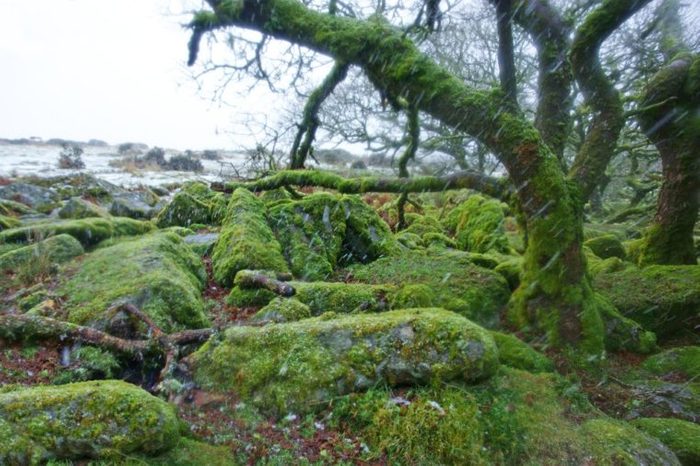 Moss coverd boulders and blizzard conditions inside Wistman's Wood, home to over 100 species of lichens, on a grey misty day, Dartmoor National Park, Devon, UK