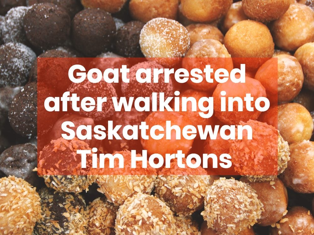 Funny news headlines in Canada - Tim Hortons timbits (donut holes)
