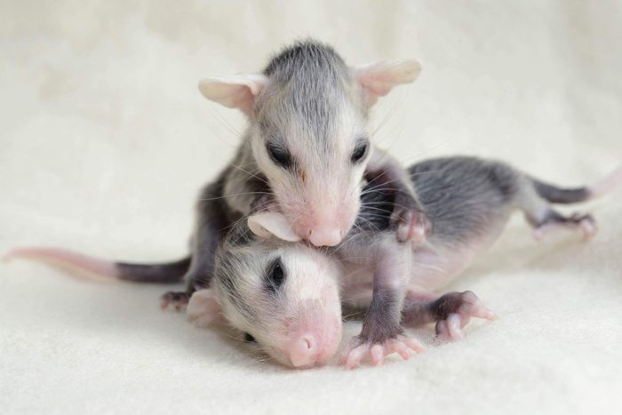 oppossums