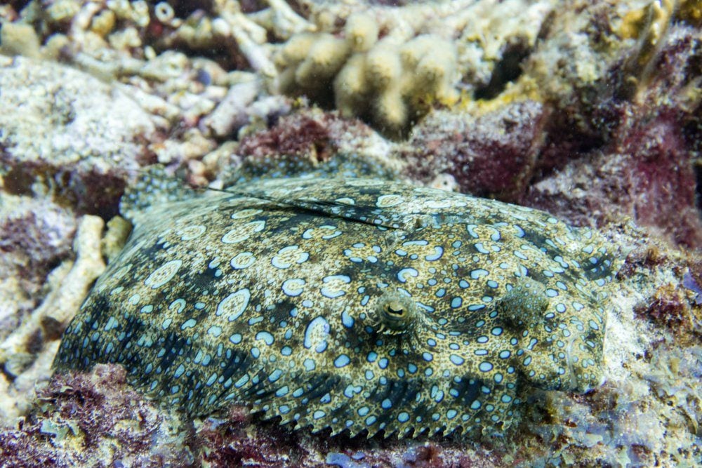 Excellent camouflage fish : The peacock flounder is also called flowery flounder because it is covered in superficially flower-like bluish spots. 