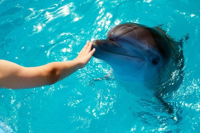 Man hand touch a dolphin