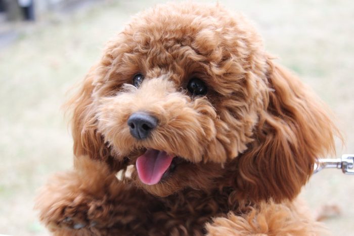 toy poodle cute