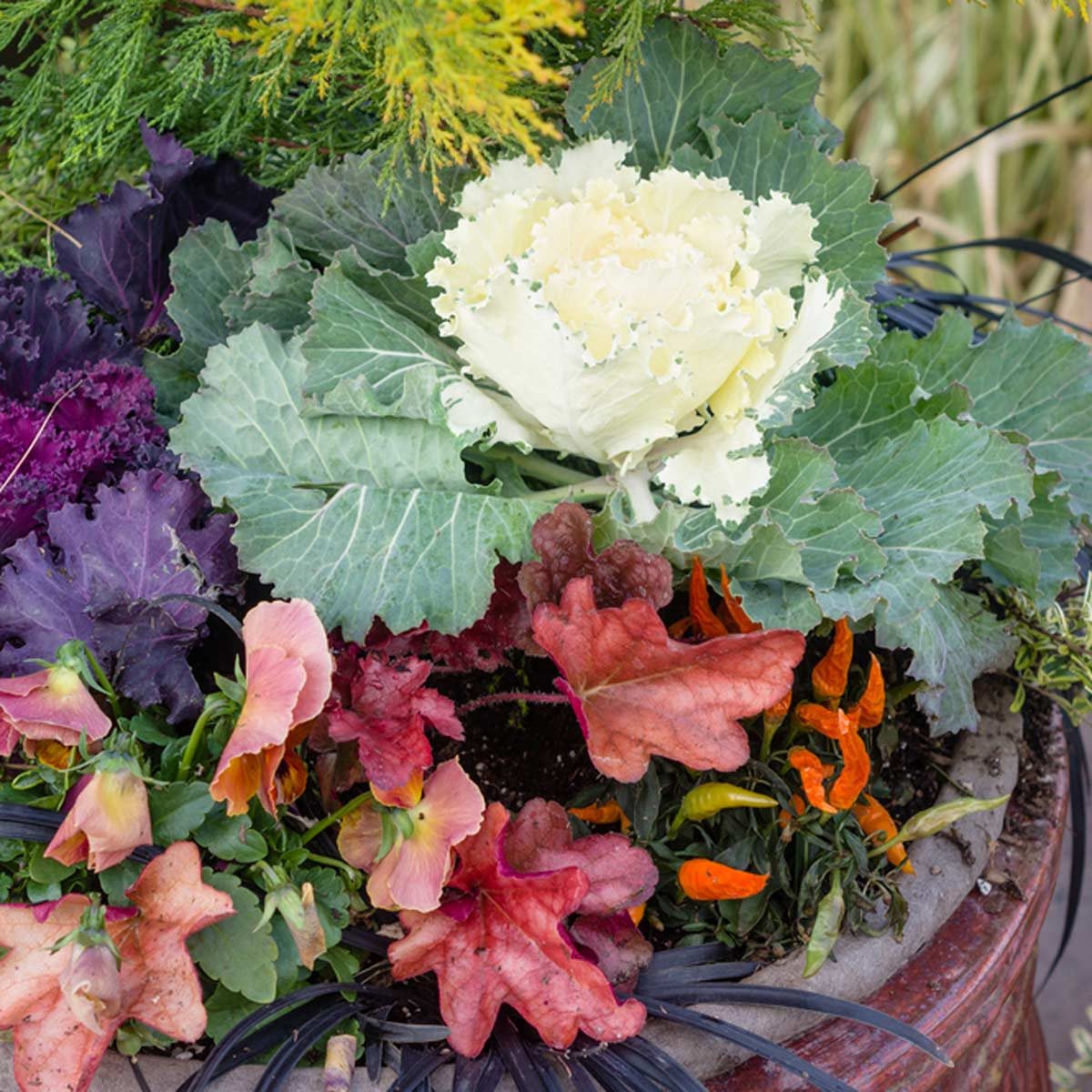 shutterstock_163190240 kale in fall container flower pot