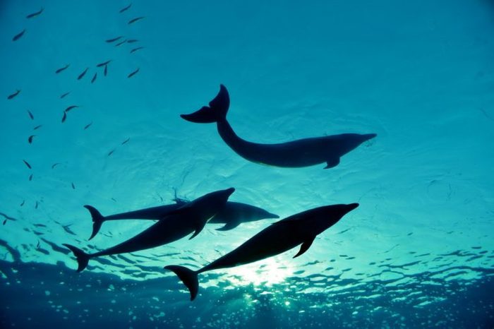dolphin family swimming, underwater shot
