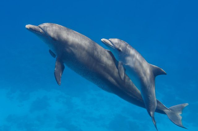 Two cute dolphins smimming in the blue ocean over the coral reef, selective focus