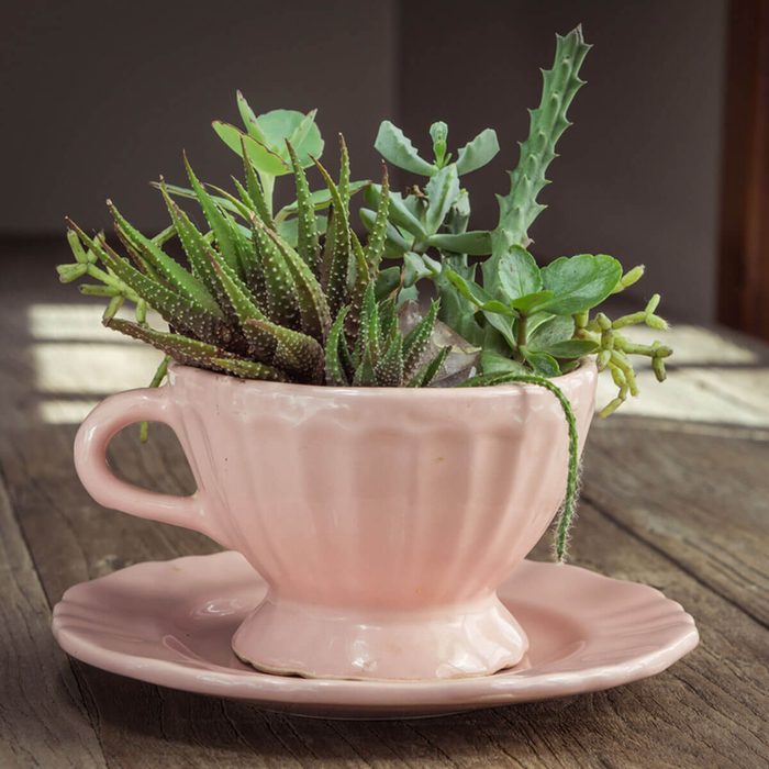 Coffee cup planter