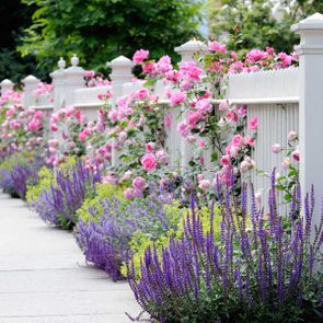 Simple landscaping ideas - pink roses on white fence