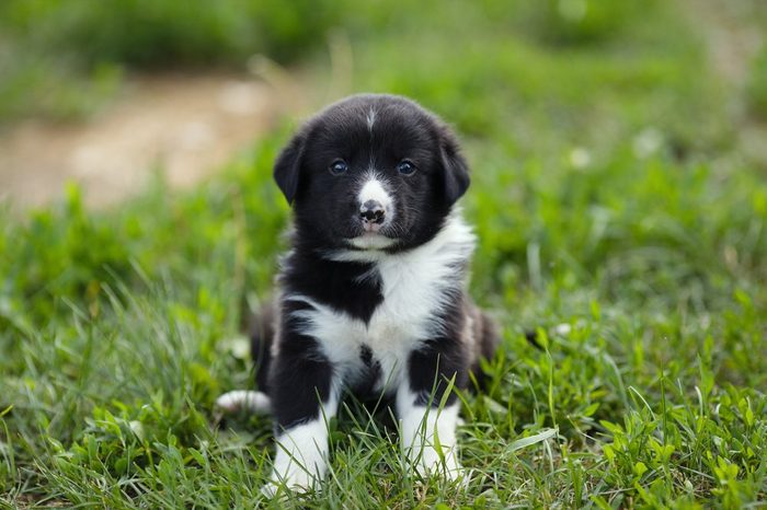 Little puppy sitting on a background of green grass.