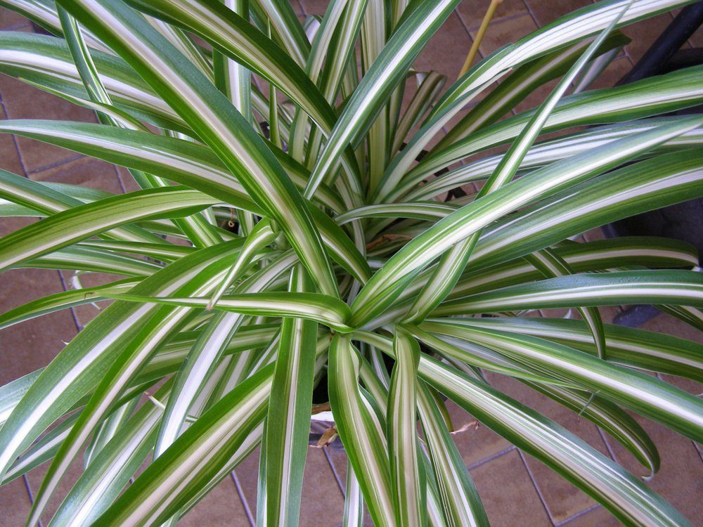 green chlorophytum comosum aka spider plant, airplane plant, St Bernard lily, spider ivy or ribbon plant