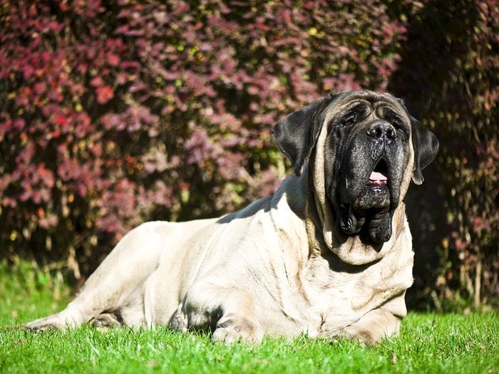 Largest dog breed - English mastiff