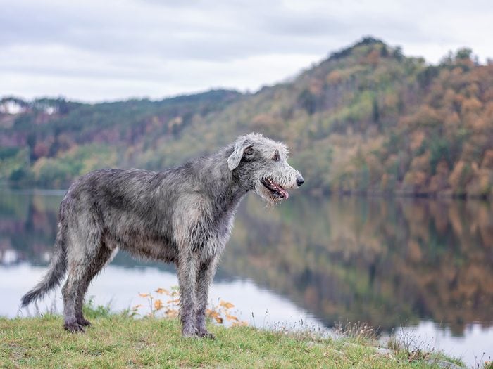 World's largest dog breed - Irish wolfhound