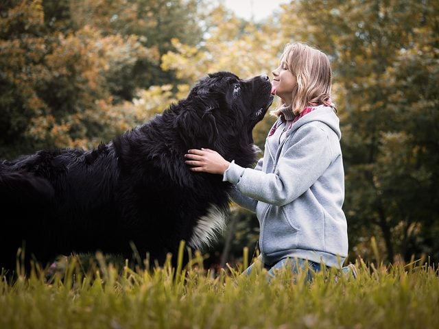 Largest dog breed - Newfoundland dog with girl