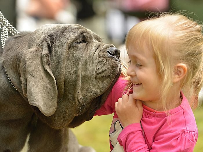 Largest Dog Breed In The World 2012