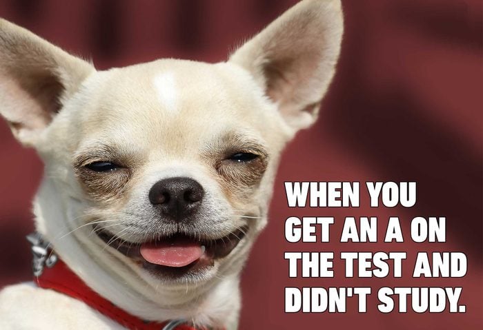 15 Hilarious Dog Memes You Ll Laugh At Every Time Reader S Digest