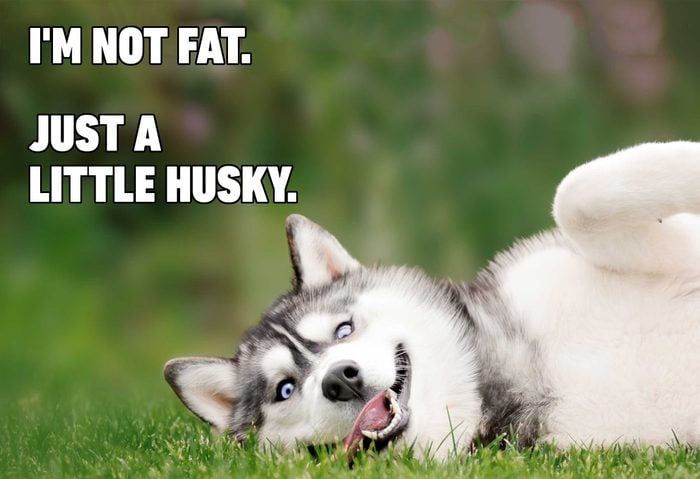 Funny dog memes - a little husky