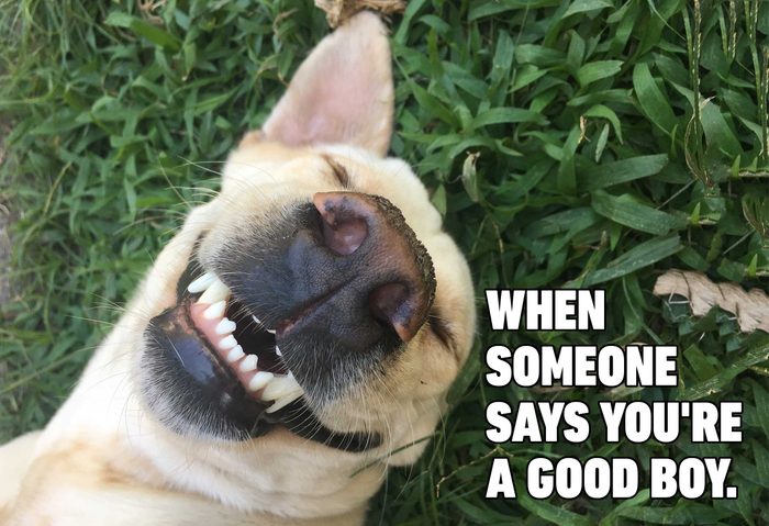 Funny dog memes - good boy smiling