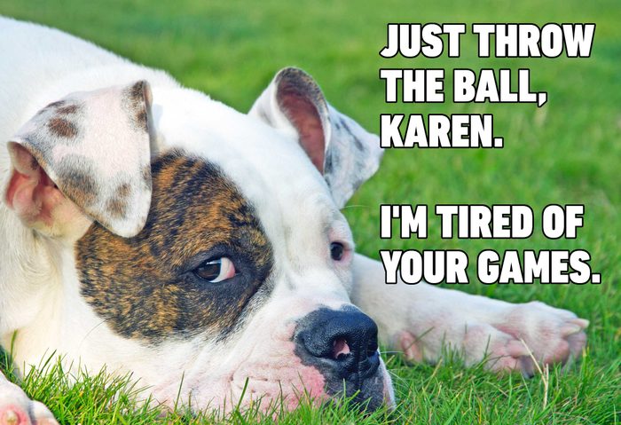 Funny dog memes - throw the ball