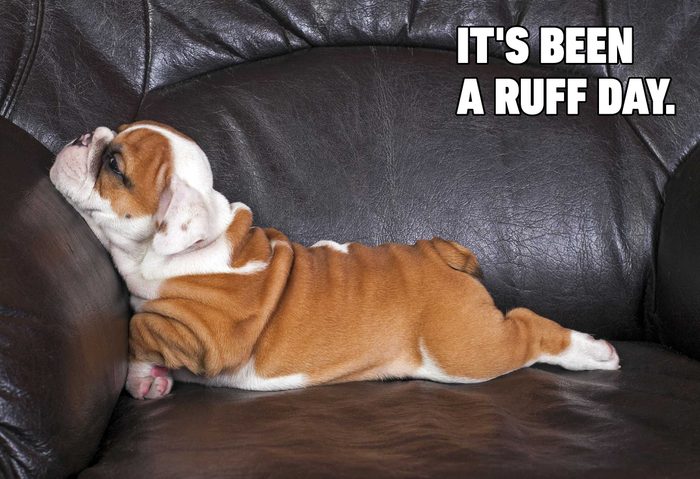 Funny dog memes - been a ruff day
