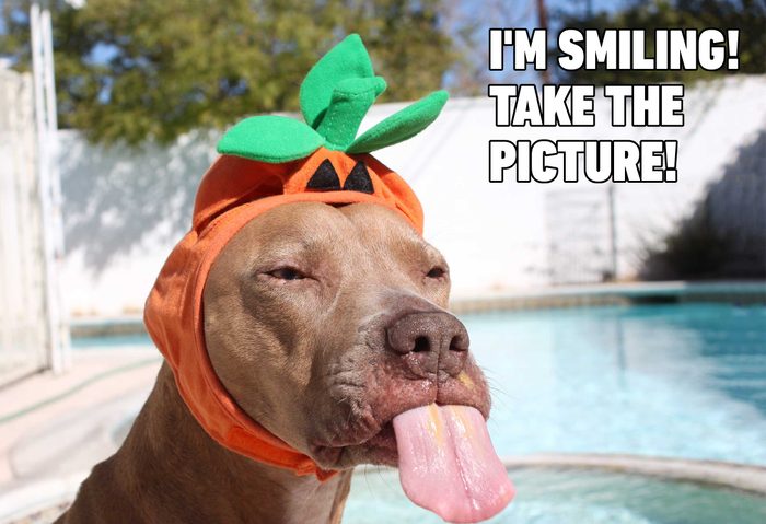 dog pumpkin meme