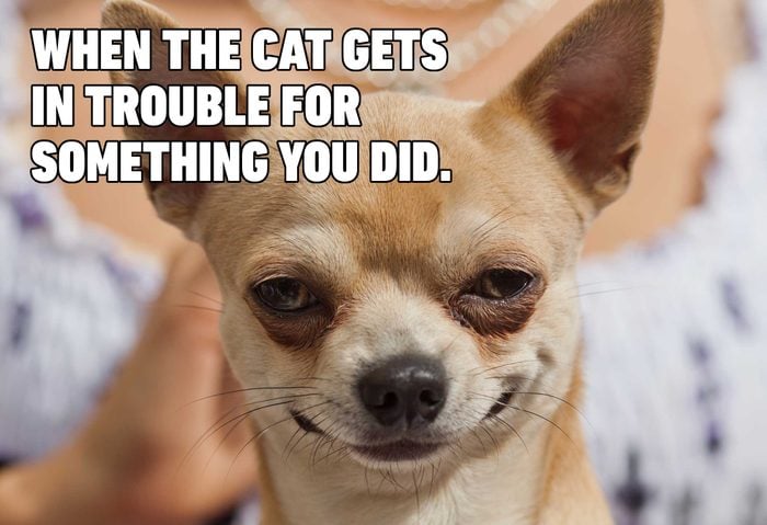 15 Hilarious Dog Memes You Ll Laugh At Every Time Reader S Digest