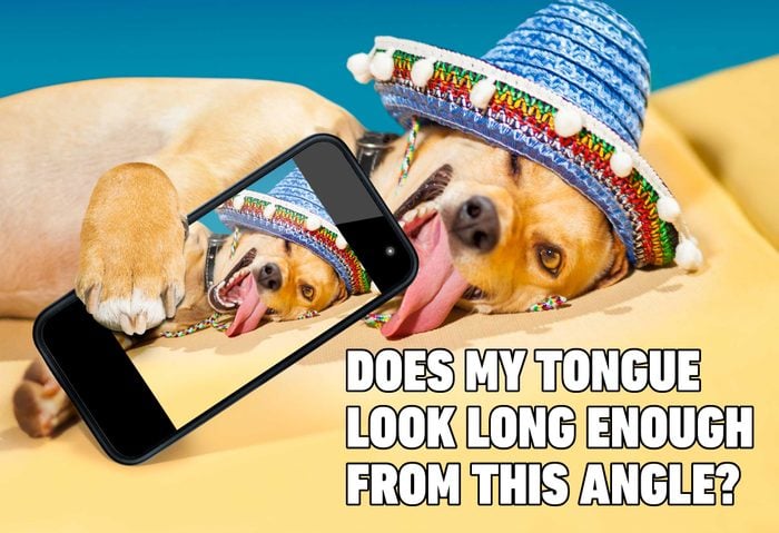 Dog taking selfie wearing sombrero