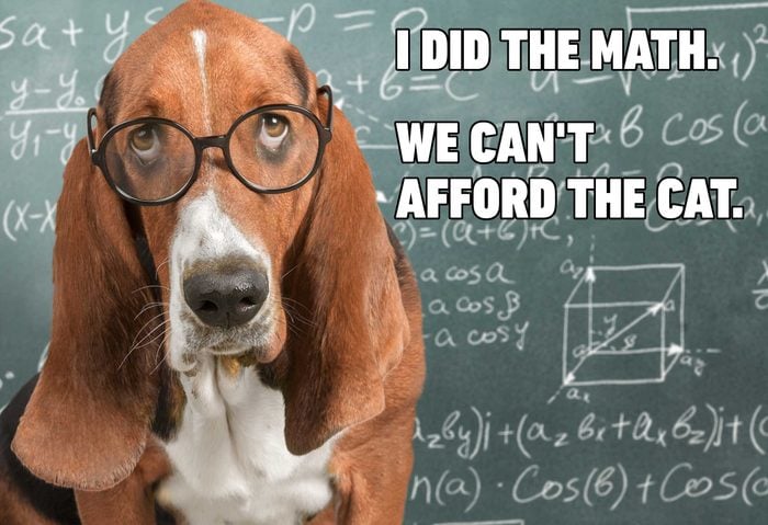 Smart hound wearing glasses