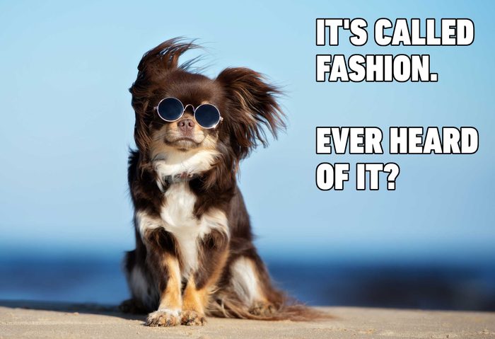 Fashion pup in sunglasses
