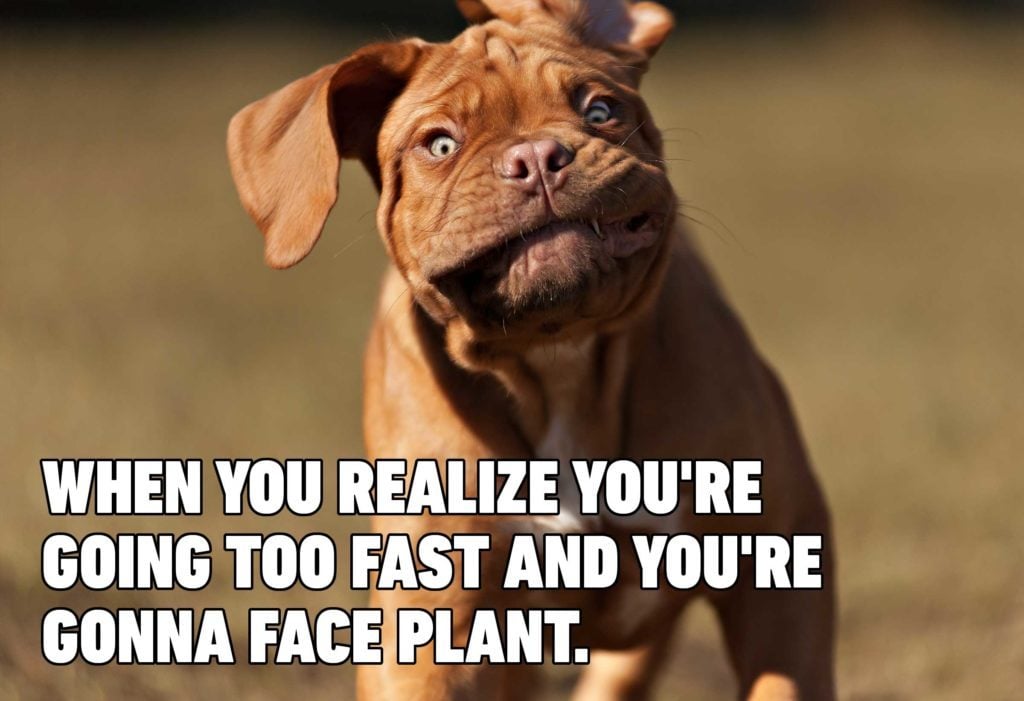 15 Hilarious Dog Memes You'll Laugh at Every Time | Reader ...