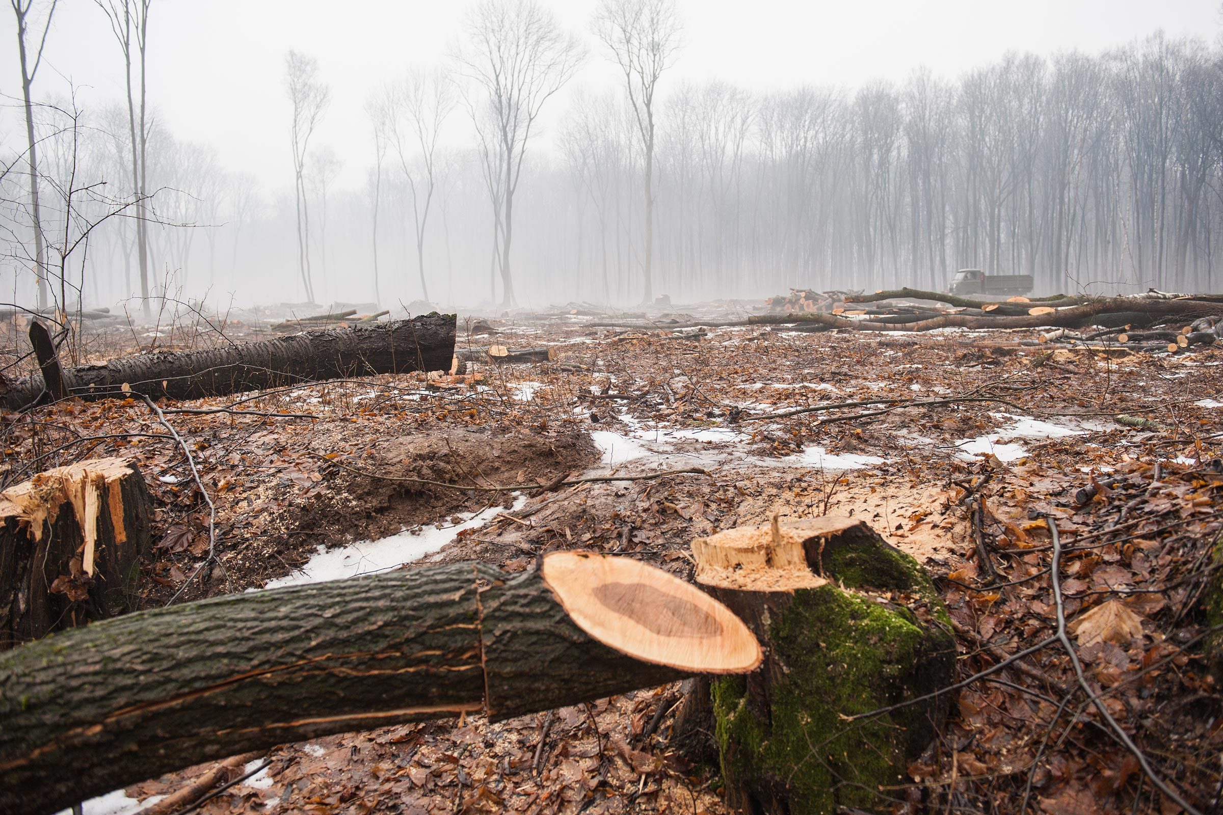 deforestation cut down trees