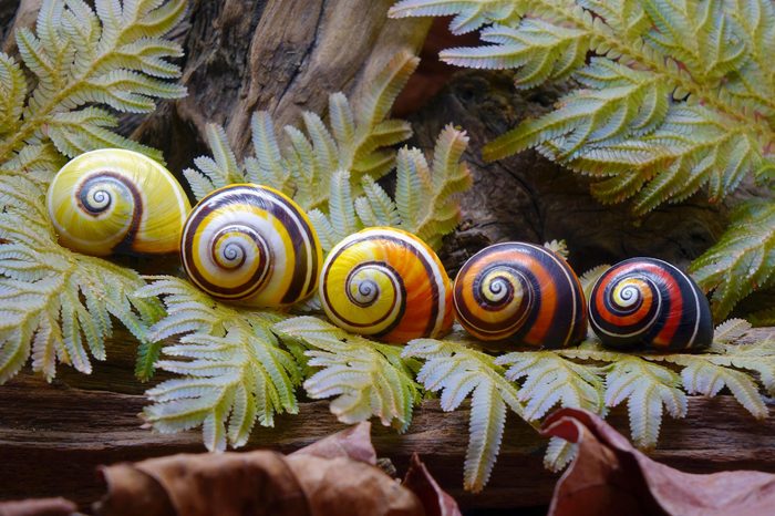 Cuban land snail (Polymita picta) or Painted snail, World's most colorful land snail from Cuba. Endangered and protected species. Selective focus.