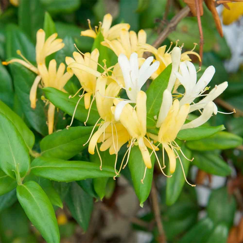 Honeysuckle plant