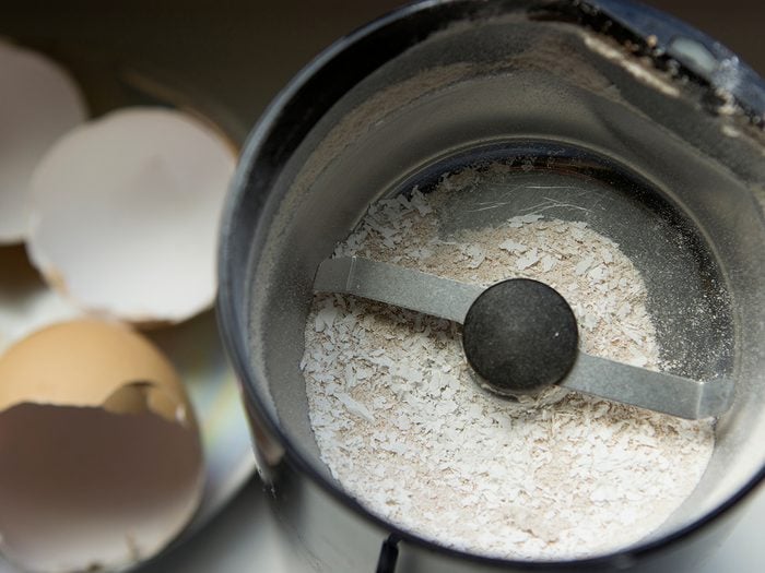 Grinding eggshells to an electric coffee grinder.