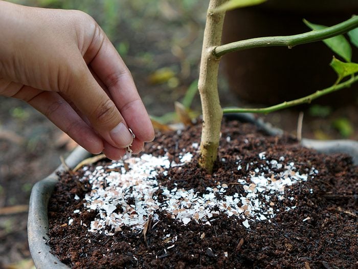 Pounded eggshells can be used as fertilizer