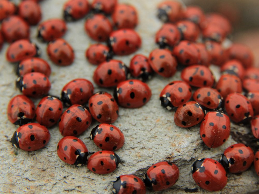 How to get rid of ladybugs