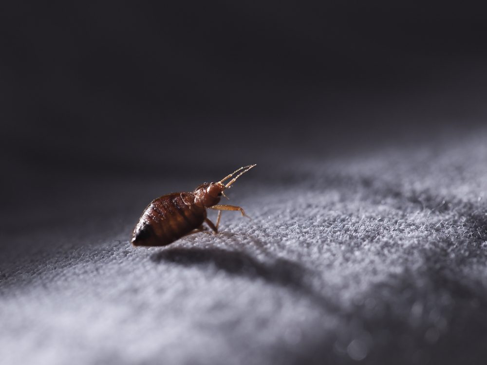How to prevent bed bugs