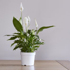 Hardy indoor plants - peace lily