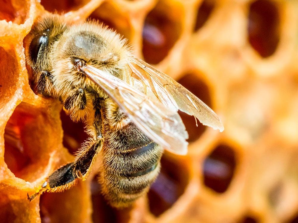 salva a las abejas