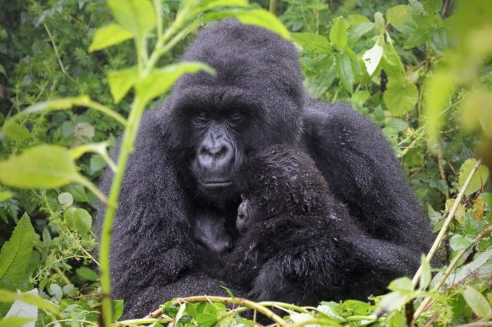 One of the most endangered animals, the Mountain Gorilla. In the wilds of the Virunga Mountains between the Congo and Rwanda. This mother and baby are part of the Susa Group, studied by Dian Fossey.