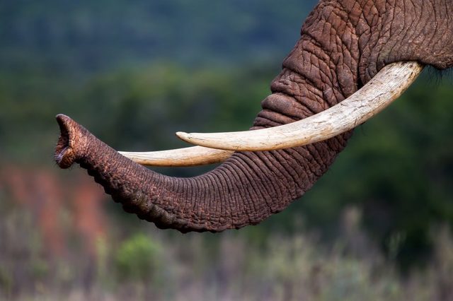 Close up of the trunk and tusks of an endangered African elephant