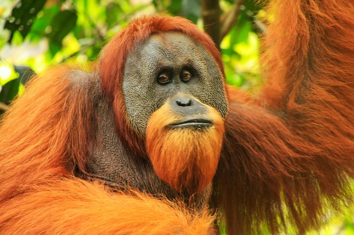 Portrait of male Sumatran orangutan (Pongo abelii) in Gunung Leuser National Park, Sumatra, Indonesia. Sumatran orangutan is endemic to the north of Sumatra and is critically endangered.