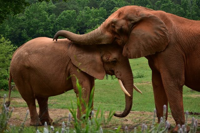 Elephants hugging and kissing, elephant love