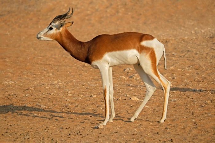 Male critically endangered dama gazelle (Nanger dama), Northern Africa
