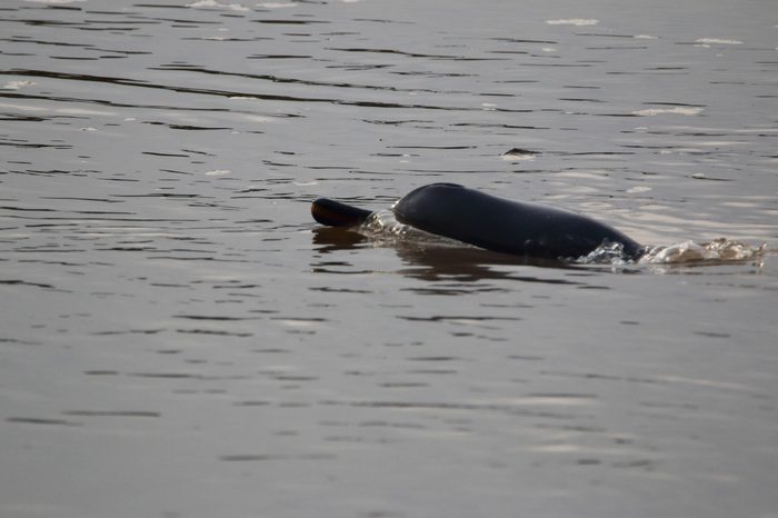 The Ganges river dolphin is an endangered freshwater or river dolphin found in Ganges and Brahmaputra Rivers and their tributaries in Bangladesh, India and Nepal.