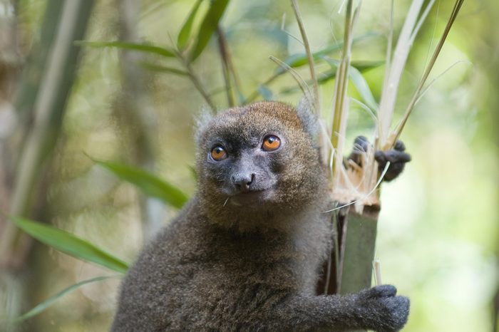 Greater Bamboo Lemur (Hapalemur simus). Critically endangered and endemic to southeastern Madagascar. Ranomafana National Park, Ranomafana, Madagascar.