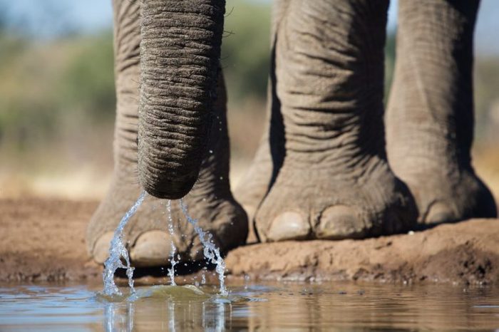 A close up of an African elephant slurping up water with its trunk