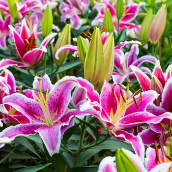 Inexpensive plants to add to your garden - lilies