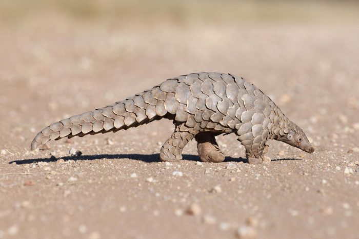 A Pangolin searching for ants.